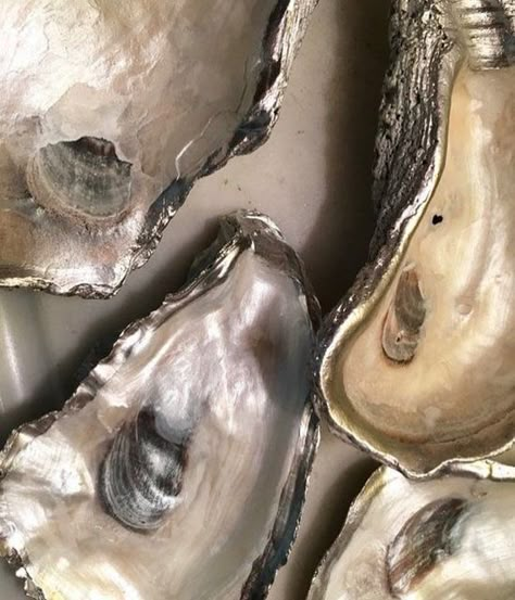 Silver Aesthetic, Shotting Photo, Mermaid Core, Ring Holder Wedding, Oyster Shells, Oyster Shell, Laura Lee, Pics Art, Gifts For Wedding Party