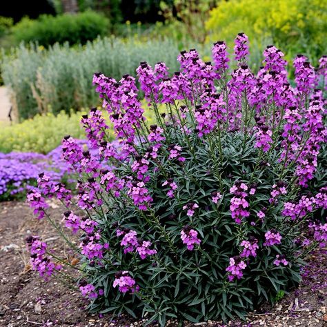 Buy wallflower Erysimum 'Bowles's Mauve': Delivery by Waitrose Garden Mauve Flowers, Flowering Quince, Long Flowers, Border Plants, Flower Spike, Late Winter, Plant Combinations, Garden Borders, Garden Care