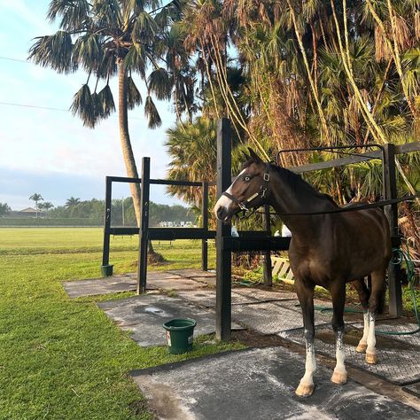 Beautiful boy 🥹🙏🏻 . . . . #monksdiaradosboy #lsf #lionsharefarm #teamlionshare #blueeyedhorse #rideforacause #horsegirl #nyc #fashionschool #equestrian #lemieuxproductsofficial #lovelemieux #wellington #wellingtonfl #wef #florida #westpalmbeach Wellington Florida Equestrian, Wellington Equestrian, Horsey Life, Wellington Florida, Horse Show, Dream Board, West Palm Beach, Horse Girl, Show Horses