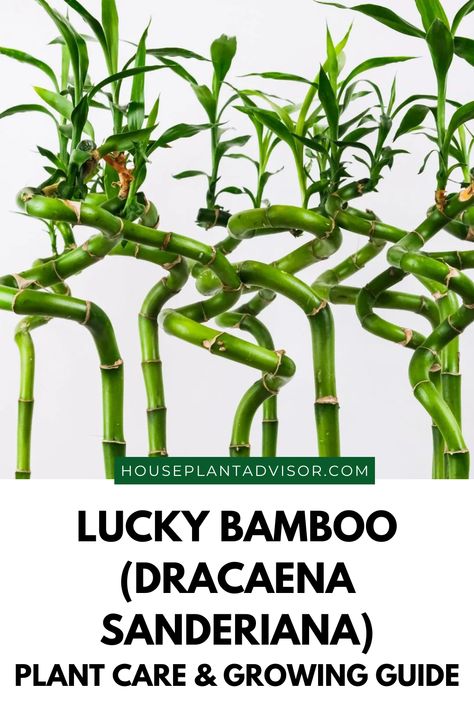 Lucky Bamboo Decor, Succulents Outdoor, Lucky Bamboo Care, Bamboo Plant Care, Succulent Care Tips, Dracaena Sanderiana, How To Water Succulents, Lucky Bamboo Plants, Bamboo Care