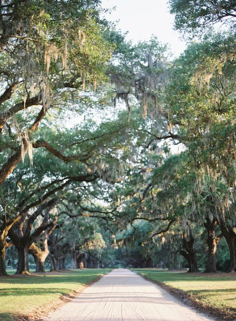 10 Reasons Boone Hall Should Be on Your Charleston Bucket List - Explore Charleston Blog Oyster Festival, Butterfly Pavilion, Boone Hall, Live Oak Trees, Beautiful Sites, Official Account, Autumn Activities, 10 Reasons, Charleston Sc