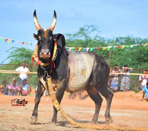 nani tallapureddy Jallikattu Images Hd Wallpaper, Jallikattu Bull Images, Jallikattu Photos, Jallikattu Kaalai Hd Images, Jallikattu Images, Indian Bull Images, Nandi Bull, Shiva Angry, Bull Pictures