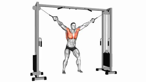 Cable Chest Fly, Fly Exercise, Chest Fly, Cable Machine, Chest Muscles, Online Library, Upper Body Workout, Body Workout, Upper Body