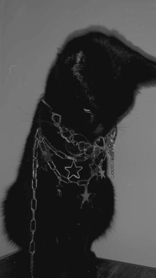 Pretty Black Cat, Wallpaper Gatos, Punk Cats, Black Cat Aesthetic, Silly Cats Pictures, Cute Cats Photos, Cat Aesthetic, Funny Cute Cats, Weird Animals