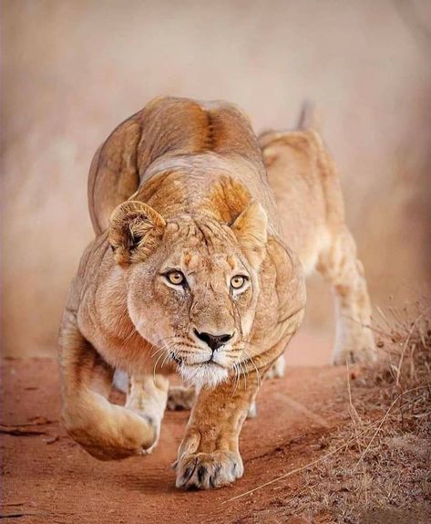 References Animals, Lioness Images, Impala Animal, Big Cars, Vegetable Painting, Lions Photos, Lion Images, Cats Drawing, African Lion