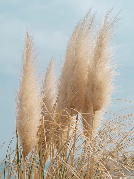 Pampas Grass Landscape, Mood Photos, Healing Room, Peridot Birthstone, Garden Beautiful, Grasses Landscaping, Fall Mood, Photo Summer, Coastal Gardens