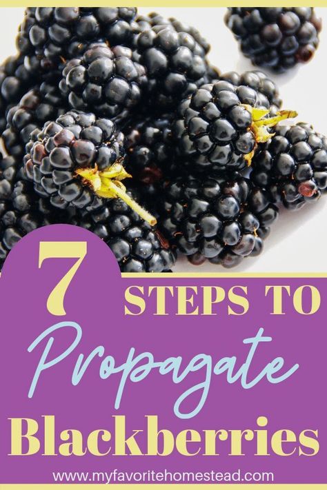 7 Steps to Propagate Tame Blackberries | My Favorite Homestead Pruning Blackberries, Grow Blackberries, Preserving Fruit, Thornless Blackberries, Blackberry Plants, Growing Blackberries, Blackberry Bush, Growing Trees, Berry Garden