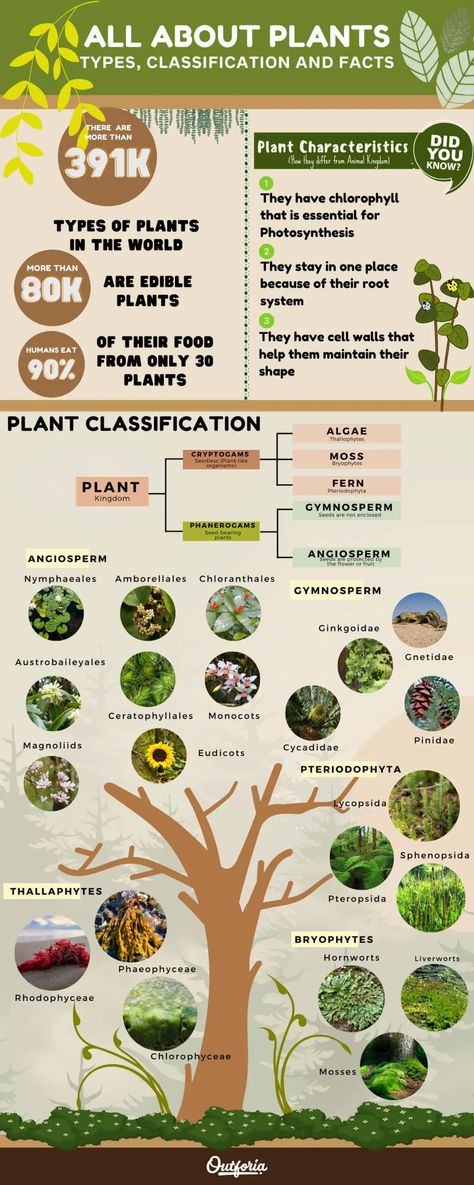 Classification Of Plants, Biology College, Different Types Of Plants, Plant Classification, Plant Person, Dinosaur Age, Green Algae, Biology Notes, Plant Science