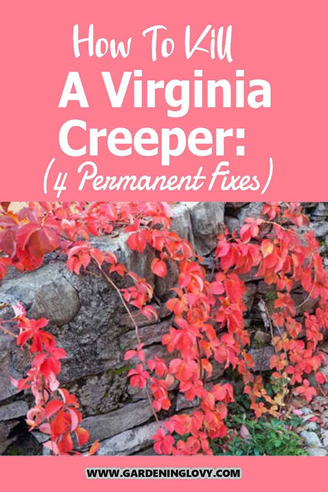 Virginia Creeper may look beautiful but it is an invasive vine specie and killing Virginia Creeper is hard. Lets us explore How To Kill A Virginia Creeper forever. Virginia Creeper Vine, Kill Poison Ivy, Creepers Plants, Boston Ivy, Virginia Creeper, Red Vines, Look Beautiful, Creepers, Lawn Care