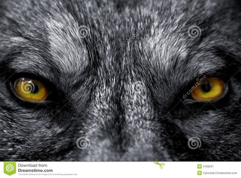 Eyes Of Wolf - Download From Over 39 Million High Quality Stock Photos, Images, Vectors. Sign up for FREE today. Image: 3709247 Lion Eyes, Regard Animal, Wolf Eyes, Arctic Wolf, Eyes Wallpaper, Animal Art Prints, Wolf Wallpaper, Wolf Love, Wild Wolf