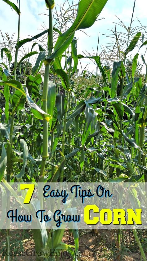 hinking about growing corn in your garden? Check out these 7 Easy Tips On How To Grow Corn! Bet you did not know about #4! When To Plant Corn, Suburban Homesteading, Planting Corn, Growing Sweet Corn, Corn Growing, Farm Supplies, Grow Corn, Vegetables Growing, Growing Corn