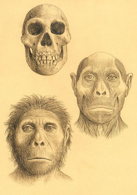 Homo Erectus, Face Drawing, Skull Tattoo, Wordpress, Male Sketch, Thing 1, Tattoos, Drawings, Quick Saves