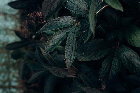 Leafs Best Quotes Wallpapers, Dark Texture, Wallpaper Iphone Quotes Backgrounds, Infinity Wallpaper, Plants Quotes, Image Nature, Plant Wallpaper, Wallpaper Iphone Quotes, Trendy Flowers