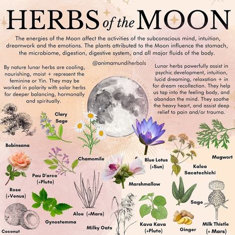 A N I M A M U N D I Apothecary on Instagram: “The vibrational impact of the Moon 🌝 not only affects the tides within our ocean, it also greatly affects the tides of our blood, our…” Learning Medicine, Gargoyle Character, Moon Herbs, Spiritual Herbs, Moon Gardens, Deadly Plants, Mystic Garden, Alpha Waves, Potions Recipes