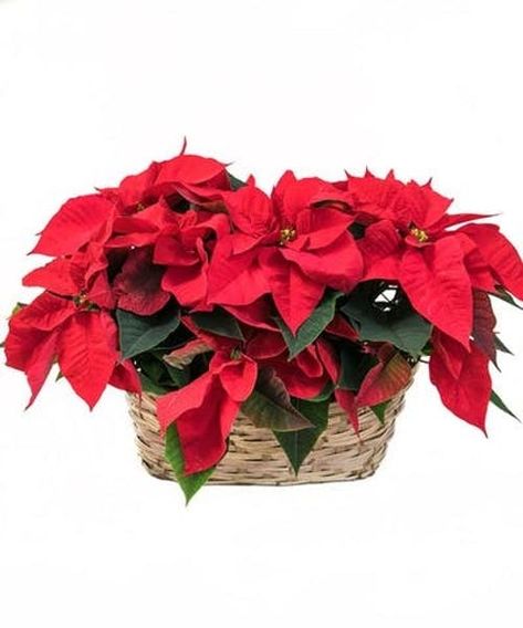 This basket of two red poinsettia has been a holiday favorite for generations and for a very good reason. It practically screams "Merry Christmas!" and comes decorated with Christmas bow. #FlowerKingdom Christmas Plant, Natural Ornaments, Poinsettia Plant, Natural Baskets, Christmas Plants, Hosting Holidays, Basket Planters, Holiday Flower, Red Leaves