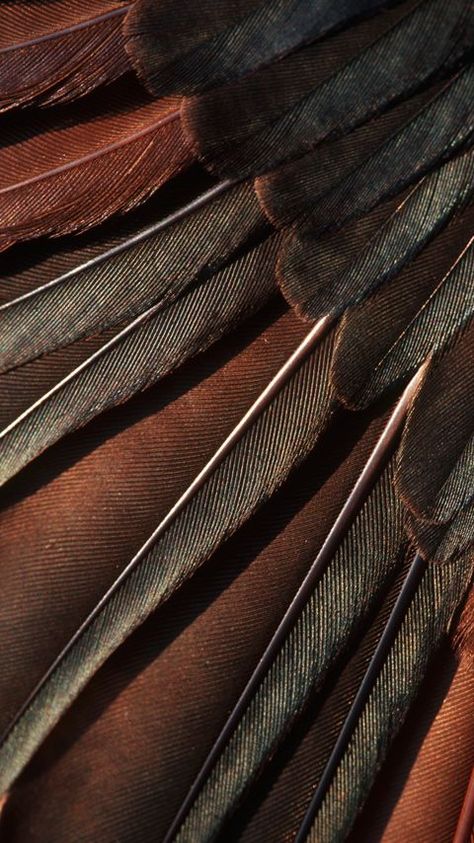 Bird Wings, Clay Flowers, Brown Aesthetic, Shades Of Brown, Patterns In Nature, Color Textures, Macro Photography, Earth Tones, Textures Patterns