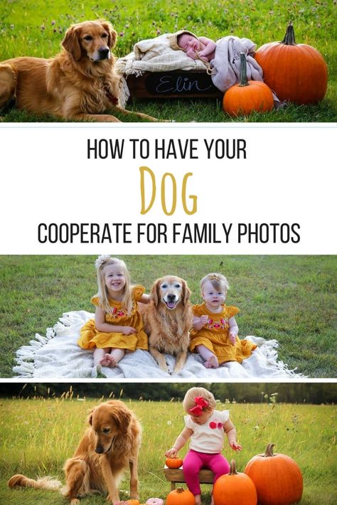 Family Photos With Dogs, Fall Photos Family, Fall Newborn, Ideal Family, Parenting Win, Fall Family Photo Outfits, Photos With Dog, Amazing Crafts, Dog Family