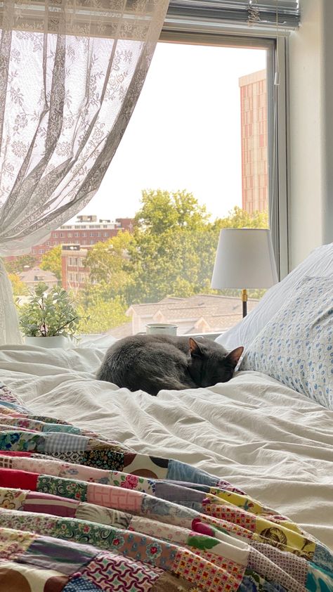 Cats On Beds Aesthetic, Having A Cat Aesthetic, Cat In Bed Aesthetic, Cat Sleeping In Bed, Cats In Bed, Cat On Couch, Cat On Bed, Cat In Bed, Crochet Cats