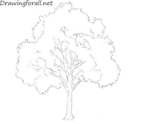 tree drawing line] - Google Search Draw A Tree, Tree Outline, Tree Drawings Pencil, Tree Sketches, Nature Drawing, Drawing For Beginners, Tree Drawing, Drawing Images, Drawing Lessons