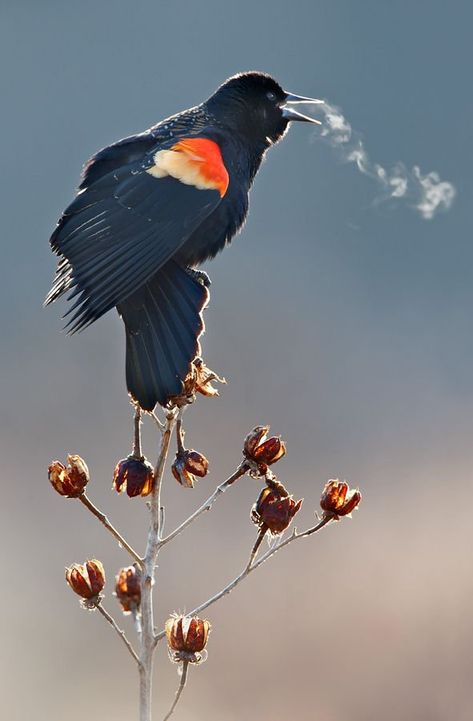 41 Strange on Twitter: "Birds singing in below-freezing temperatures  (photos: Mikhail Kalinin, Ian Plant, Mark Hamblin)… " Kahlil Gibran, Pretty Birds, Colorful Birds, Blackbird, Wild Birds, Bird Watching, 귀여운 동물, Black Bird, Goa