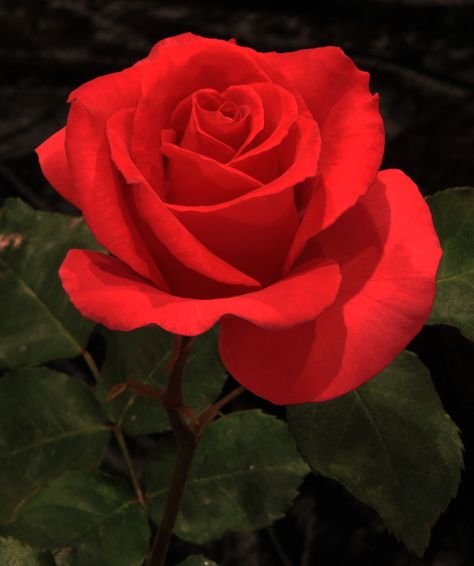 Pictures Of Red Roses, Rose Reference Photo, Most Beautiful Flowers In The World Roses, Most Beautiful Flowers In The World, Rose Aethstetic, Photos Of Roses, Red Rose Photography, Red Rose Photo, Roses Pictures