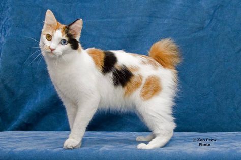 kurisumasu.org - Award Winning Japanese Bobtails Bobtail Cat, Japanese Bobtail, Frida Art, Rare Cats, Japanese Cat, Cat Pose, Warrior Cat, Calico Cat, Domestic Cat