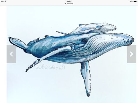 Humpback Whale And Calf, Whale And Calf, Whale Drawing, Whale Tattoos, Watercolour And Ink, Whale Art, Calf Tattoo, Rare Animals, Humpback Whale