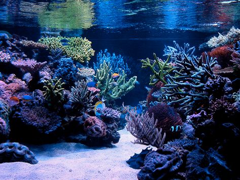 Best tanks from around the world. - Page 2 - Reef Central Online Community Reef Tank Design, Best Aquarium Filter, Fish In Aquarium, Reef Aquascaping, Room Aquarium, Reef Tank Aquascaping, Marine Fish Tanks, Fish Tank Themes, Small Aquarium