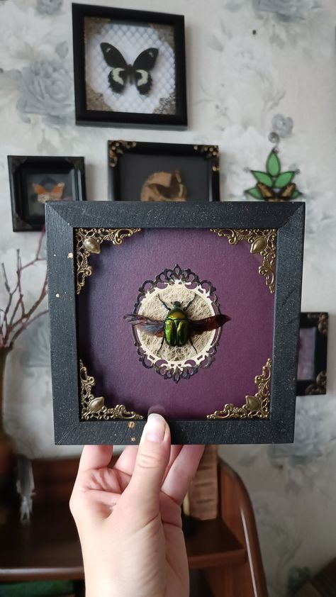 Beetle frame gallery wall decor idea. Available online tarantulabox.com Beetle Decor, Curiosities Decor, Framed Taxidermy, Bird Eating, Frame Gallery Wall, Berlin Home, Oddities Decor, Entomology Art, Taxidermy Decor