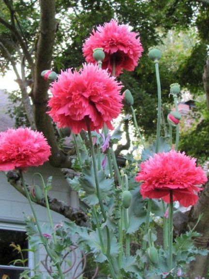 Ornamental Poppies, Poppy Types, Poppy Companion Plants, Pink Poppy Flower, California Poppy Companion Plants, Poppy Varieties, Breadseed Poppy, Yucca Filamentosa, Mock Orange