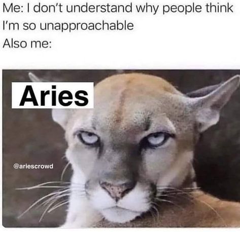 Aries Funny Memes, Aries Woman Quotes, Aries Mood, Aries Vibes, Aries Funny, Aries Sun, Astrology Signs Aries, Aries Girl, Aries Women