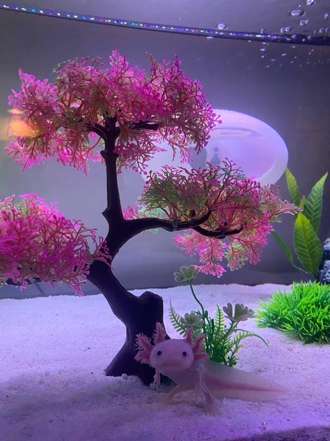 Pink Aquarium Aesthetic, Axolotl Tank Setup Ideas, Coquette Fish Tank, Cute Betta Fish Tank Ideas, Axolotl Aquarium Ideas, Axolotl Tank Ideas Aquarium, Axolotl Tank Setup, Real Axolotl, Pink Fish Tank