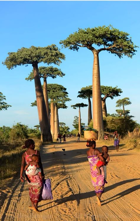 Inspiration Photo, Dirt Road, Late Afternoon, Madagascar, Follow Me, Trees, Sketch, Road