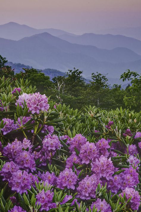 Good Morning at Carvers Gap Roan Mountains - southern Appalachian Mountains Blue Ridge Mountains North Carolina, Mountains North Carolina, Tennessee Mountains, Roan Mountain, Mountain Scenes, Cades Cove, Johnson City, Western North Carolina, Field Of Flowers