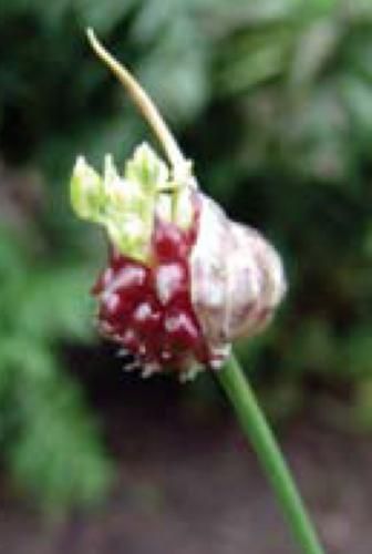 Wild Garlic Plant, Wild Onion, Garlic Flower, Onion Flower, Wild Onions, Onion Bulbs, Integrated Pest Management, Wild Garlic, Garlic Bulb