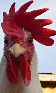 Red Rooster. Chicken Looking At Camera, Pictures Of Chickens, Rooster Pictures, Chicken Pics, Chicken Photos, Regard Animal, Chicken Pictures, Chicken Life, Beautiful Chickens