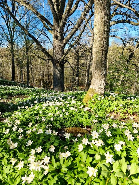 A beautiful late spring day surrounded by Wood Anemone Wisconsin Garden, Witchy Garden, Wood Anemone, Fairytale Forest, British Garden, Forest Garden, Late Spring, Spring Day, Anemone