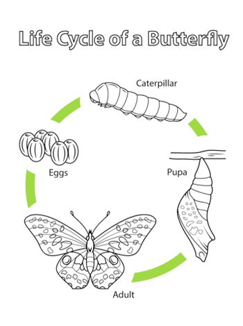 Butterfly Life Cycle Preschool, Monarch Butterfly Facts, Butterfly Facts For Kids, Life Cycles Preschool, Cycle Drawing, Butterfly Facts, Life Cycle Of A Butterfly, Cycle Of A Butterfly, Stages Of A Butterfly