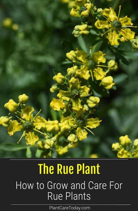 Rue plants are hardy and recommended for USDA hardiness zones 4-11 reaching 2'-3' feet tall, mulch heavily for winter. Forgiving, growing in dry, poor soil but needs a well drained soil. Attractive, pretty, blue green foliage are delicate and fern like and richly scented. Ruda Plant, Rue Plant, Bulb Garden, Ruta Graveolens, Magical Flowers, Front Yard Plants, Garden Shade, Edible Gardening, Vegetable Garden Planner