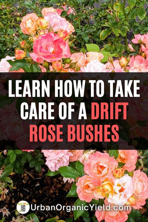 Apricot Drift Roses Landscape, Coral Drift Rose, Peach Drift Roses Landscape Ideas, Red Drift Rose, Popcorn Drift Rose, Red Drift Roses Landscape, Apricot Drift Rose, Popcorn Drift Roses Landscape Ideas, Drift Roses In Containers