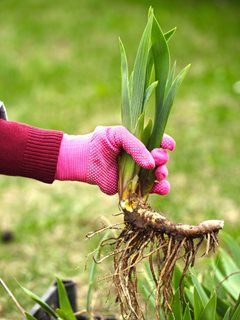 Planting Iris, Iris Flowers Garden, Growing Irises, Iris Rhizomes, Dutch Iris, Fall Gardening, Meteor Garden 2018, Flower Garden Design, Magic Garden