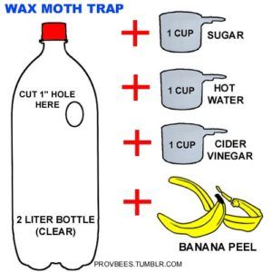 How To Make Carpenter Bee Traps, Beekeeping Diy, Diy Carpenter Bee Trap How To Build, Honey Bee Farming, Moth Larvae, Wax Moths Beehive, Homestead Hacks, Bee Farming, Wax Moth