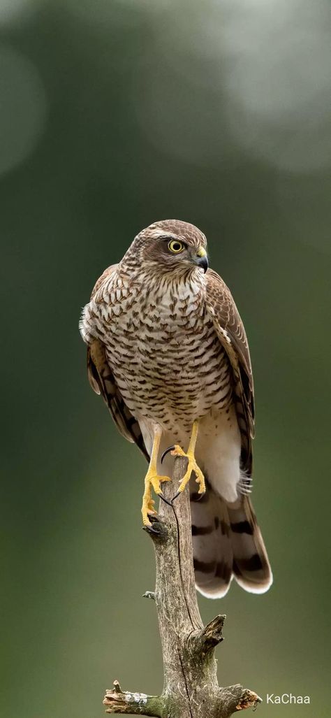 Sparrow Hawk, Raptors Bird, Sparrowhawk, Hawk Bird, Heartland Tv, Kestrel, Bird Artwork, Bird Pictures, Amazing Animals