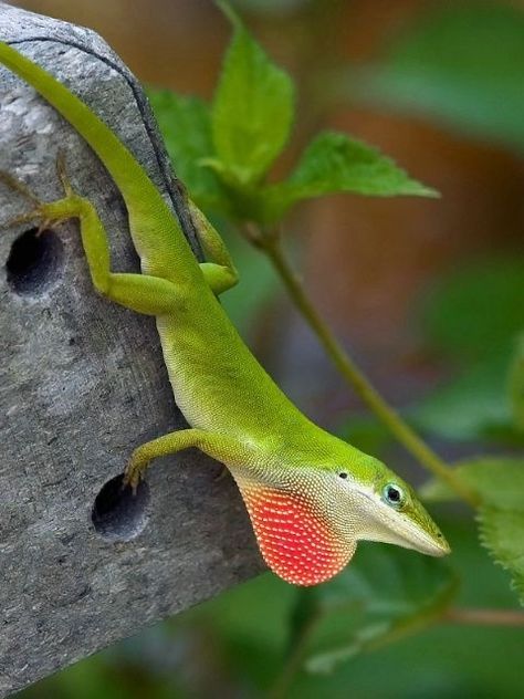 Green Anole Terrarium, Green Anole Lizard, Green Anole, Frilled Lizard, Lizard Tattoo, North American Animals, Pokemon Project, Tropical Animals, Green Animals