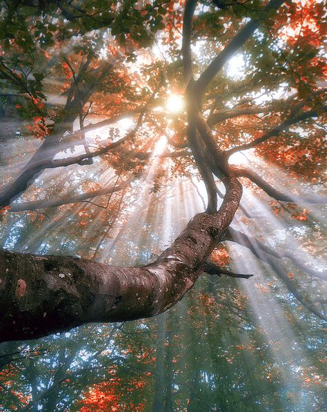 숲 사진, Sunlight Photography, Beautiful Tree, Beautiful Photography, Amazing Nature, Nature Pictures, Nature Photos, A Tree, Beautiful World