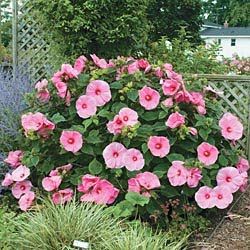 winter hardy hibiscus | Serenity in the Garden: Dinner Plate Hibiscus - Hibiscus moscheutos Hardy Hibiscus Landscaping, Hardy Hibiscus Plant, Hibiscus Shrub, Hibiscus Bush, Hibiscus Schizopetalus, Summerific Hibiscus, Hibiscus Garden, Pink Dinner Plates, Hardy Hibiscus