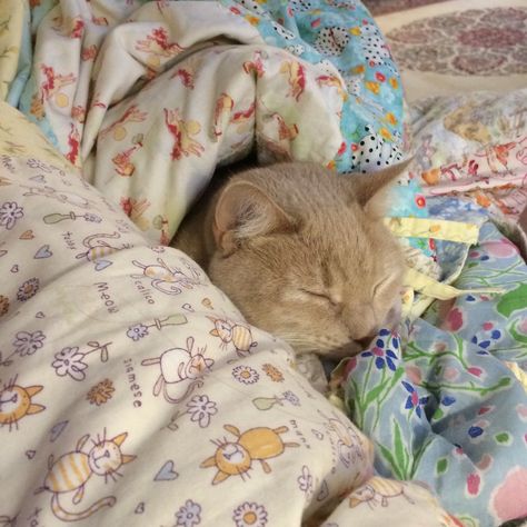 Cat Aesthetic Cute, Sleepy Cats, Silly Cars, Cozy Cat, Cat Essentials, Animal Crossing Pocket Camp, Silly Cats Pictures, Cute Kitty, Aesthetic Cute