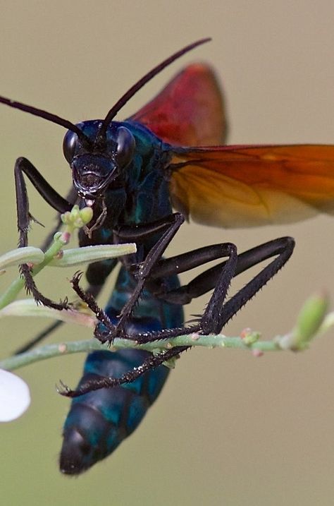 Photo Tarantula Hawk, Weird Insects, Cool Insects, Bees And Wasps, Cool Bugs, Kingdom Animalia, Beautiful Bugs, Creepy Crawlies, Arthropods