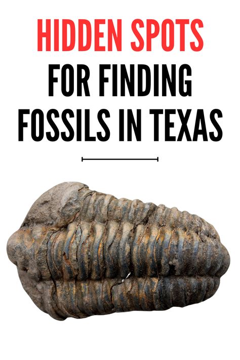 Get the inside scoop on the location of fossils in Texas. Join the ranks of amateur paleontologists with our top tips and locations for fossil hunting. Dinosaur Valley State Park, Giant Dinosaur, Dinosaur Tracks, Fossil Hunting, Megalodon Tooth, Dinosaur Bones, Top Tips, Fossil, Hunting