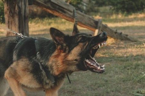 Angry German Shepherd, Dog Growling, German Sheperd Dogs, Angry Animals, Pitbull Art, Angry Dog, Scary Dogs, Coban